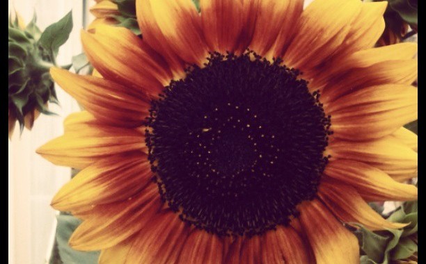 sunflower